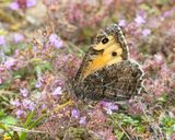 Grayling (Hipparchia semele)