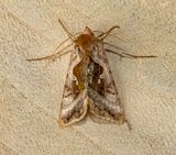 Plain Golden Y (Autographa jota)