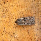 White-line Dart (Euxoca tritici)