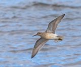 Knot (juvenile)