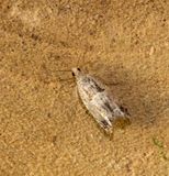 Epinotia ramella