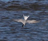 Common Tern