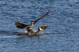 Cormorant
