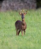 Roe buck