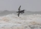 Pomarine Skua