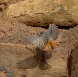 Black Redstart