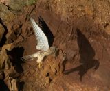 Kestrel (female)