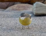 Grey Wagtail