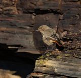 Black Redstart