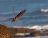 Kestrel (female)