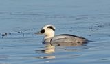 Smew