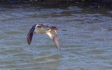 Red-breasted Merganser