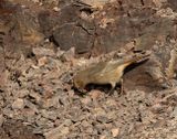 Black Redstart