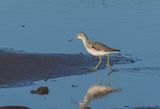 Greenshank