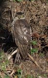 Sparrowhawk (1st w male)