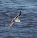 Little Gull (1st w)