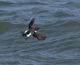 Razorbill