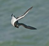 Razorbill