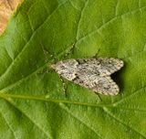 Diurnea fagella