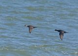 Common Scoter