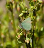 Green Hairstreak (Callophrys rubi)