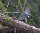 Red-breasted Flycatcher