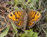 Wall Brown (Lasiommata megera)