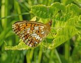 Small Pearl-bordered Fritillary (Boloria selene)