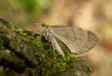 Grey Pine Carpet (Thera obeliscata)