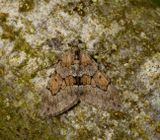 Grey Pine Carpet (Thera obeliscata)