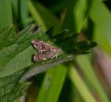 Nettle tap (Anthophila fabriciana)