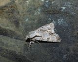Grey Dagger (Acronicta psi)