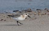 Sanderling (juvenile)
