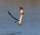 Osprey
