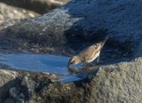 Wheatear