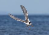 Common Tern (juvenile)
