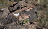 Spotted Sandpiper (juvenile)