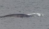 Minke Whale