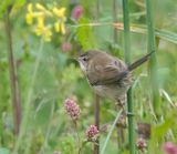Paddyfield Warbler