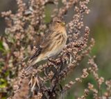 Twite