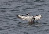 Black Guillemot