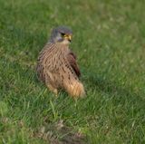 Kestrel