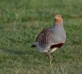 Grey Partridge