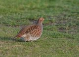 Grey Partridge