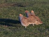 Grey Partridge