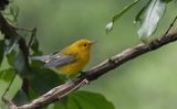 Prothonatory Warbler