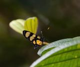 Themisto amberwing (Methona themisto)