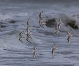 Sanderling