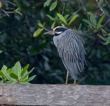 Yellow-crowned Night Heron