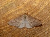 Dotted Border (Agriopis marginaria)